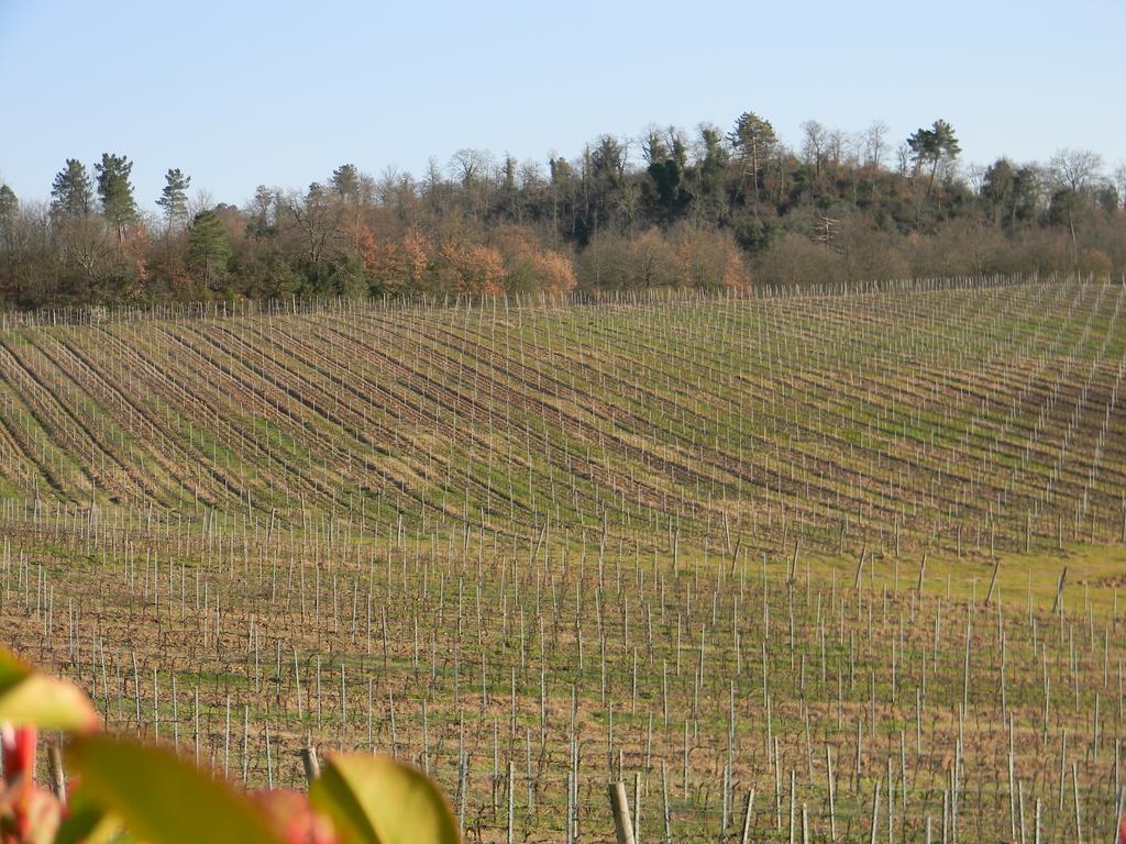 Agriturismo Podere La Selva Villa Serre Di Rapolano Ngoại thất bức ảnh