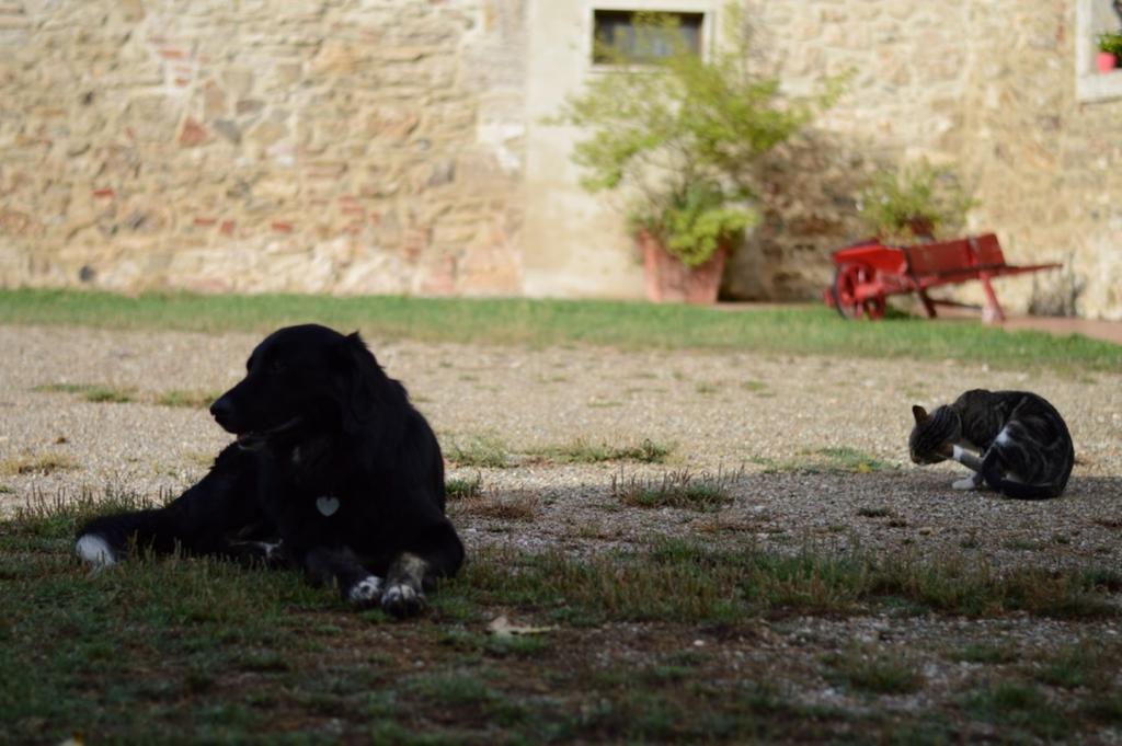 Agriturismo Podere La Selva Villa Serre Di Rapolano Ngoại thất bức ảnh